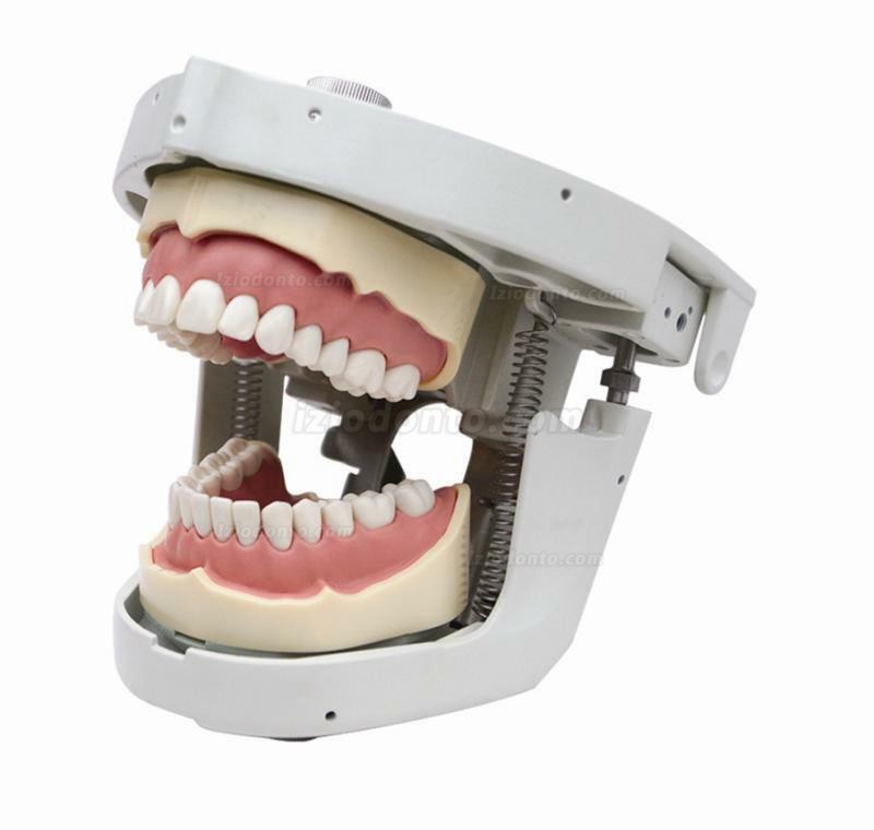 Jingle JG-C4 Manequim Cabeca Para Dentista Manequim Odontologico Typodont Compatível com Nissin Kilgore / Frasaco